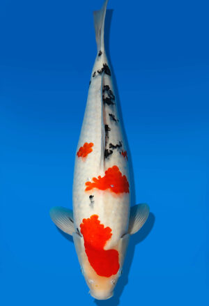 Koi Auktion Dainichi Sanke Nisai MrBig male 48cm T13-1729