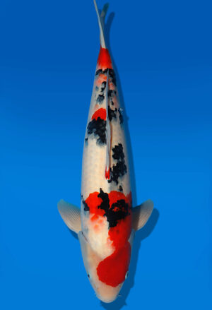 Koi Auktion Dainichi Sanke Nisai Mr.Big male 50cm T13-1713