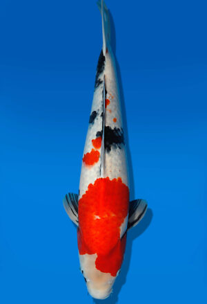 Koi Auktion Dainichi Showa Nisai Monroe male 50cm T13-1730