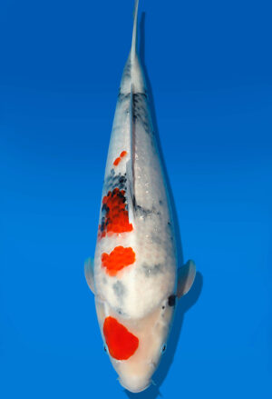 Koi Auktion Dainichi Showa Nisai MonaLisa female 48cm T13-1731