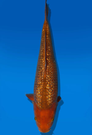 Koi Auktion Dainichi GinrinChagoi JumboTosai BrownMonkey - 42cm T13-1714