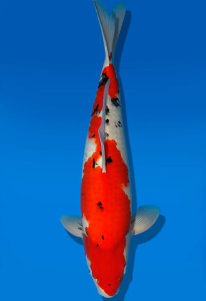 Koi Auktion Dainichi Sanke Nisai Mr.Big male 47cm T13-1715