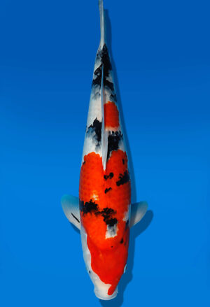 Koi Auktion Dainichi Sanke Nisai Mr.Big female 50cm T13-1732