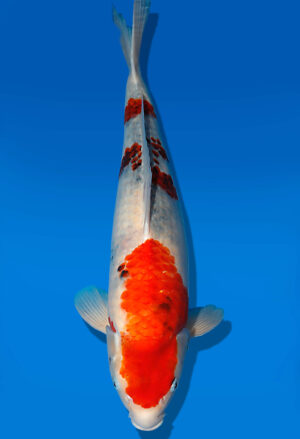 Koi Auktion Dainichi Showa Nisai MonaLisa female 53cm T13-1717