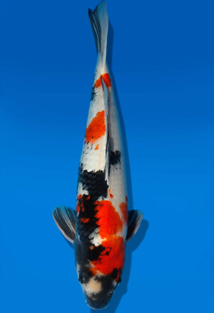 Koi Auktion Dainichi Showa Nisai Monroe male 50cm T13-1733