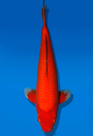 Koi Auktion Dainichi Benigoi Nisai RedTiger male 55cm T13-1716