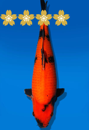 Koi Auktion Shinoda HiUtsuri JumboTosai Shinoda - 42cm T09-1672