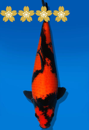 Koi Auktion Shinoda HiUtsuri JumboTosai Shinoda - 40cm T09-1673