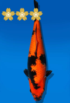 Koi Auktion Shinoda HiUtsuri JumboTosai Shinoda - 44cm T09-1674