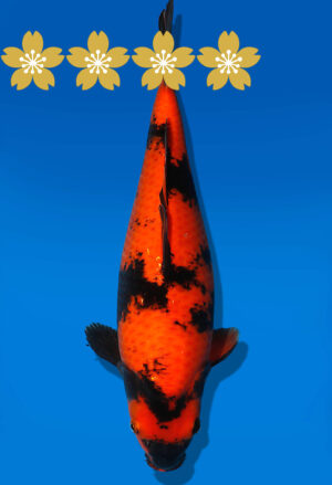 Koi Auktion Shinoda HiUtsuri JumboTosai Shinoda - 40cm T09-1675