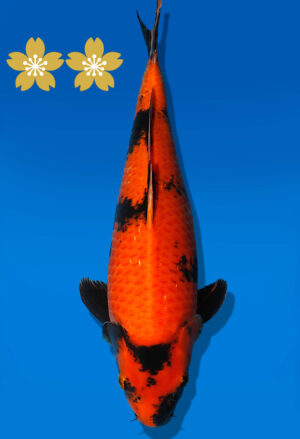 Koi Auktion Shinoda ShiroUtsuri JumboTosai Shinoda - 38cm T09-1676