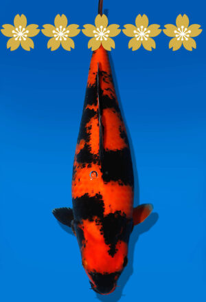 Koi Auktion Shinoda HiUtsuri JumboTosai Shinoda - 40cm T09-1677