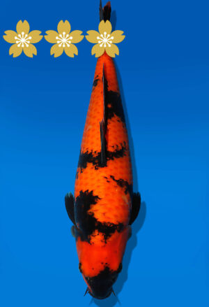 Koi Auktion Shinoda HiUtsuri JumboTosai Shinoda - 42cm T10-1678