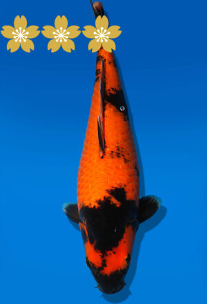 Koi Auktion Shinoda HiUtsuri JumboTosai Shinoda - 40cm T10-1679