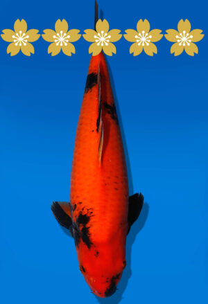 Koi Auktion Shinoda HiUtsuri JumboTosai Shinoda - 42cm T10-1680