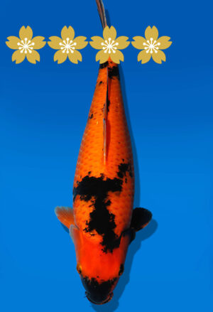 Koi Auktion Shinoda HiUtsuri JumboTosai Shinoda - 41cm T10-1681