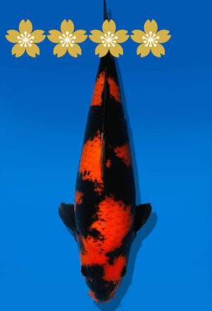 Koi Auktion Shinoda HiUtsuri JumboTosai Shinoda - 41cm T10-1682