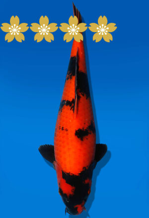 Koi Auktion Shinoda HiUtsuri JumboTosai Shinoda - 39cm T10-1683