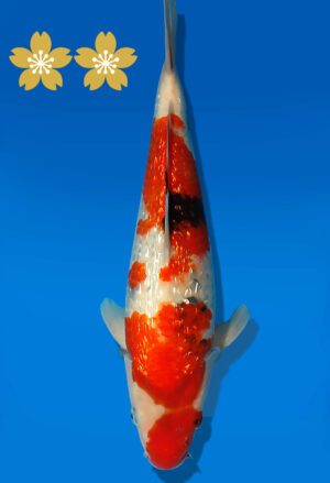 Koi Auktion Dainichi Showa JumboTosai XGinrinShowa - 33cm GT07-1684