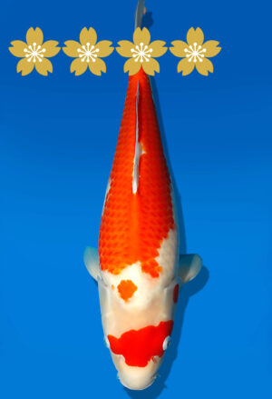 Koi Auktion Dainichi Kohaku JumboTosai WhiteDragon - 47cm GT07-1685