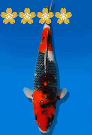 Koi Auktion Dainichi Showa JumboTosai NewMonroe - 47cm GT07-1694