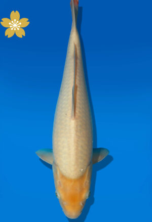 Koi Auktion Dainichi GinrinWhiteKarashi JumboTosai WhiteMonkey - 37cm KT07-1686