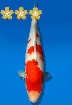 Koi Auktion Dainichi Showa JumboTosai BlackMonroe - 43cm GT07-1687