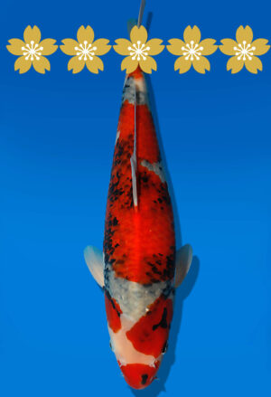 Koi Auktion Dainichi Showa JumboTosai BlackMonroe - 43cm GT07-1688