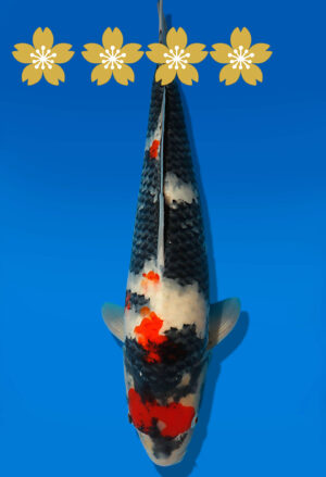 Koi Auktion Dainichi Showa JumboTosai BlackMonroe - 40cm GT07-1689