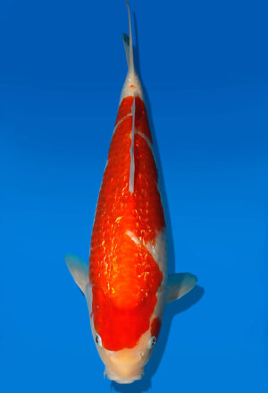 Koi Auktion Dainichi Kohaku JumboTosai XGinrinKohaku - 32cm GT07-1695