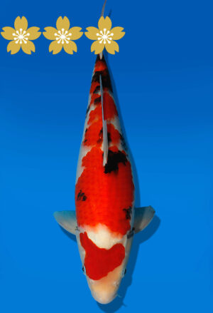 Koi Auktion Dainichi Showa JumboTosai BlackMonroe - 35cm GT07-1696