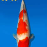 Koi Auktion Dainichi Kohaku JumboTosai WhiteDragon - 47cm GT07-2220