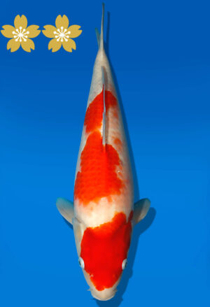 Koi Auktion Dainichi Kohaku JumboTosai WhiteDragon - 47cm GT07-1690