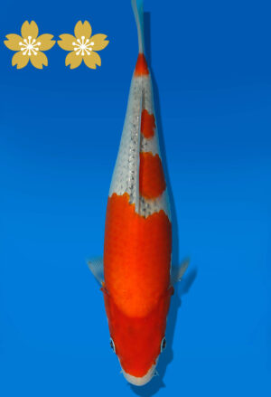 Koi Auktion Kanno Goshiki JumboTosai Kanno - 26cm GT07-1691