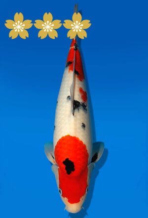 Koi Auktion Dainichi Sanke JumboTosai MSankeJr. - 38cm GT07-1697