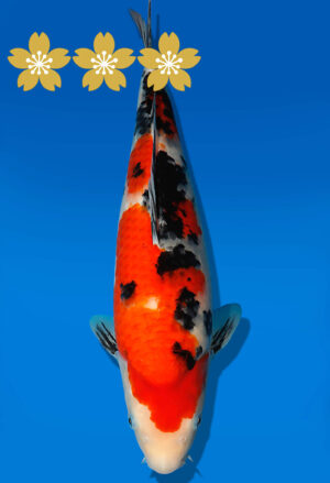 Koi Auktion Dainichi Sanke JumboTosai MSankeJr. - 38cm GT07-1692