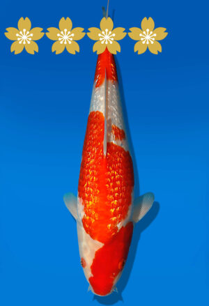 Koi Auktion Dainichi GinrinKohaku JumboTosai XGinrinKohaku - 36cm GT07-1698