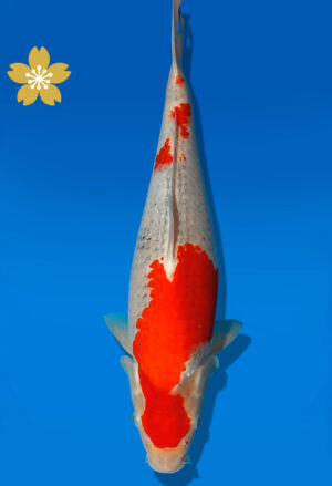 Koi Auktion Kanno Goshiki JumboTosai Kanno - 36cm GT07-1693
