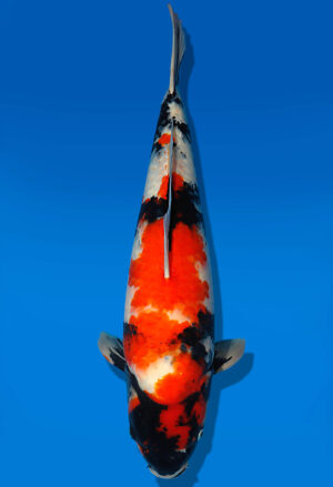 Koi Auktion Dainichi Showa Nisai MonaLisa female 59cm NN06-1734