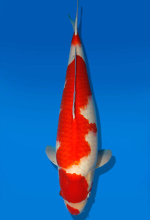 Koi Auktion Dainichi Kohaku Nisai SuperRikidozan female 50cm NN06-1739