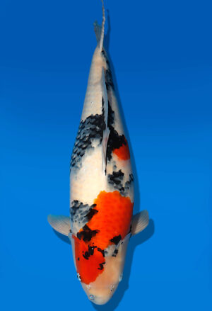 Koi Auktion Dainichi Showa Nisai MonaLisa female 68cm NN06-1738