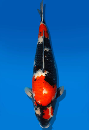 Koi Auktion Dainichi Showa Nisai MonaLisa female 64cm NN06-1740