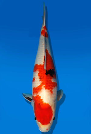 Koi Auktion Dainichi Showa Nisai MonaLisa male 64cm NN06-1741