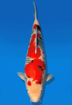 Koi Auktion Dainichi Showa Nisai MonaLisa male 56cm NN06-1742