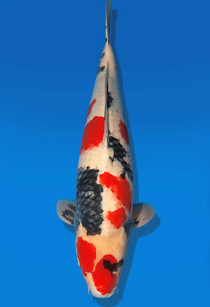 Koi Auktion Dainichi Showa Nisai MonaLisa male 62cm NN06-1743