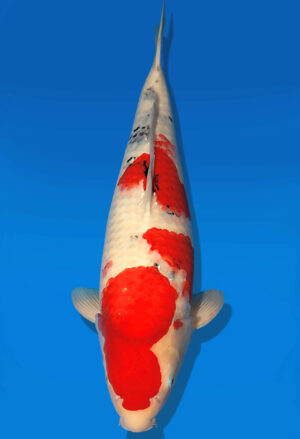 Koi Auktion Dainichi Showa Nisai MonaLisa male 57cm NN06-1744