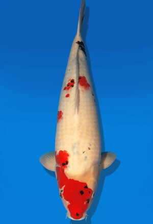 Koi Auktion Dainichi Showa Nisai MonaLisa male 63cm NN06-1745