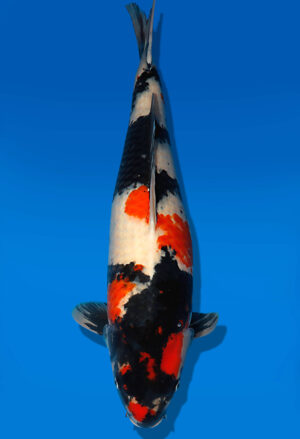 Koi Auktion Dainichi Showa Nisai BlackMonroe female 66cm NN06-1735