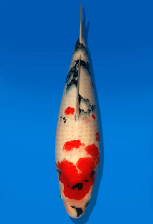 Koi Auktion Dainichi Showa Nisai WhiteMonroe male 60cm NN06-1736
