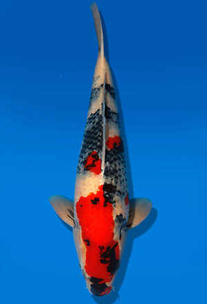 Koi Auktion Dainichi Showa Nisai MonaLisa male 62cm NN06-1737